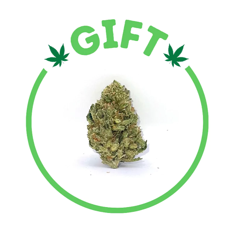 Giving Tree gifts Jack Herer, a Sativa Hybrid strain of cannabis; Jack Herer is a Haze hybrid with a Northern Lights #5 and Shiva Skunk cross.