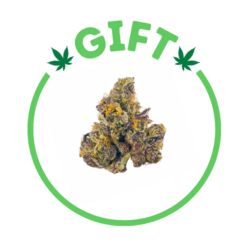 Giving Tree gifts Slurty3, an indica-dominant hybrid weed strain made from a genetic cross between Slurricane and Gelato 33.