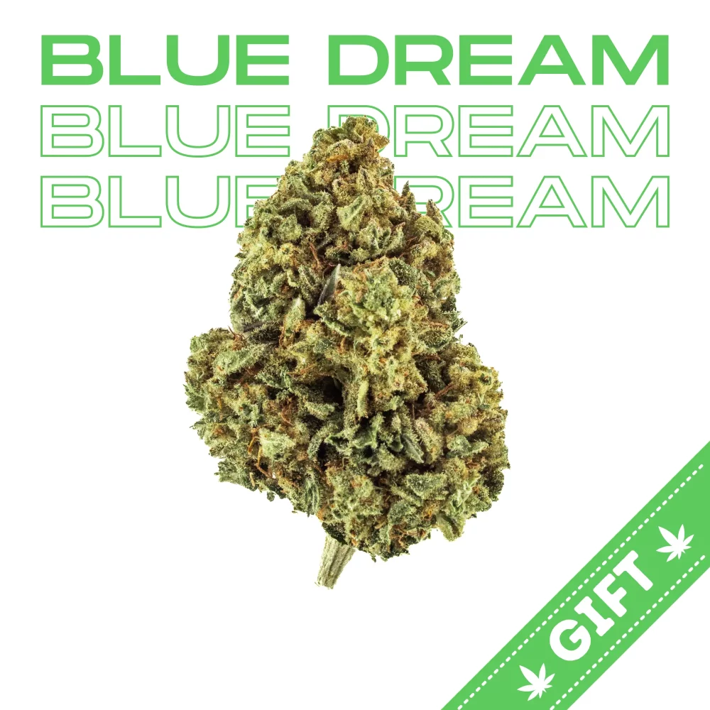 Giving Tree gifts Blue Dream, a balanced sativa dominant hybrid, with a smooth and spicy taste and notes of blueberry and haze.