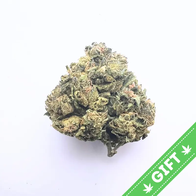 Sale of feminised cannabis seeds T.H. Seeds Gelato Cake