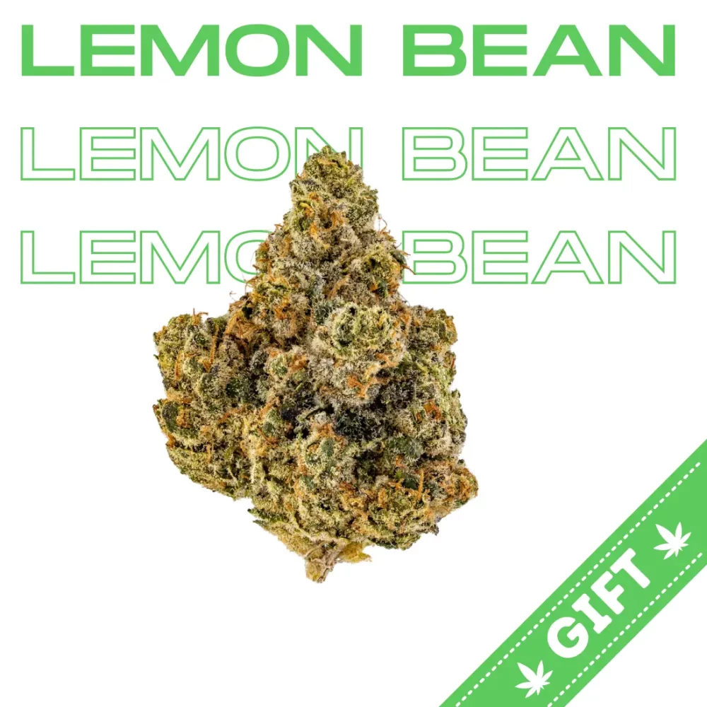Giving tree gifts Lemon Bean, a sativa hybrid weed strain made from a genetic cross between Lemon Tree and Eddy Lepp.