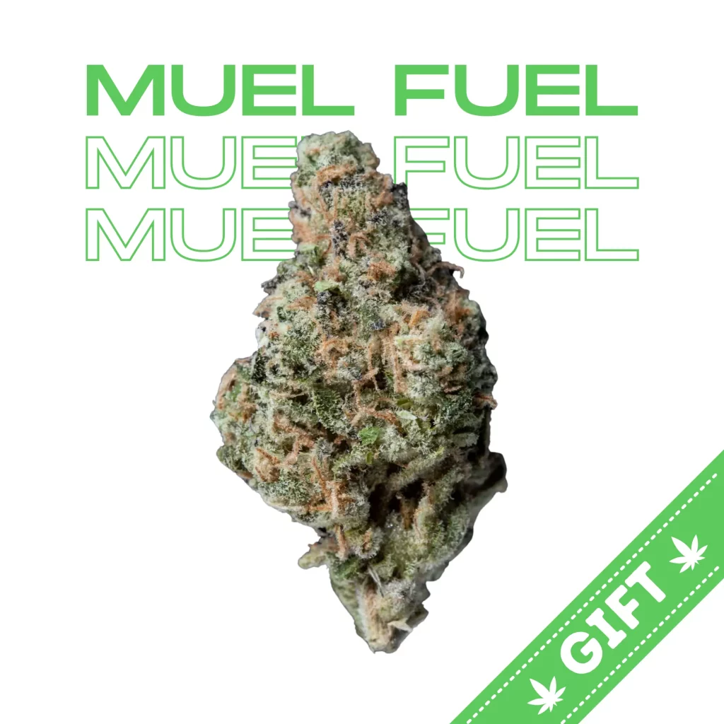 Giving Tree gifts Mule Fuel, an Indica hybrid weed strain made from a genetic cross between Lurch and GMO Cookies.