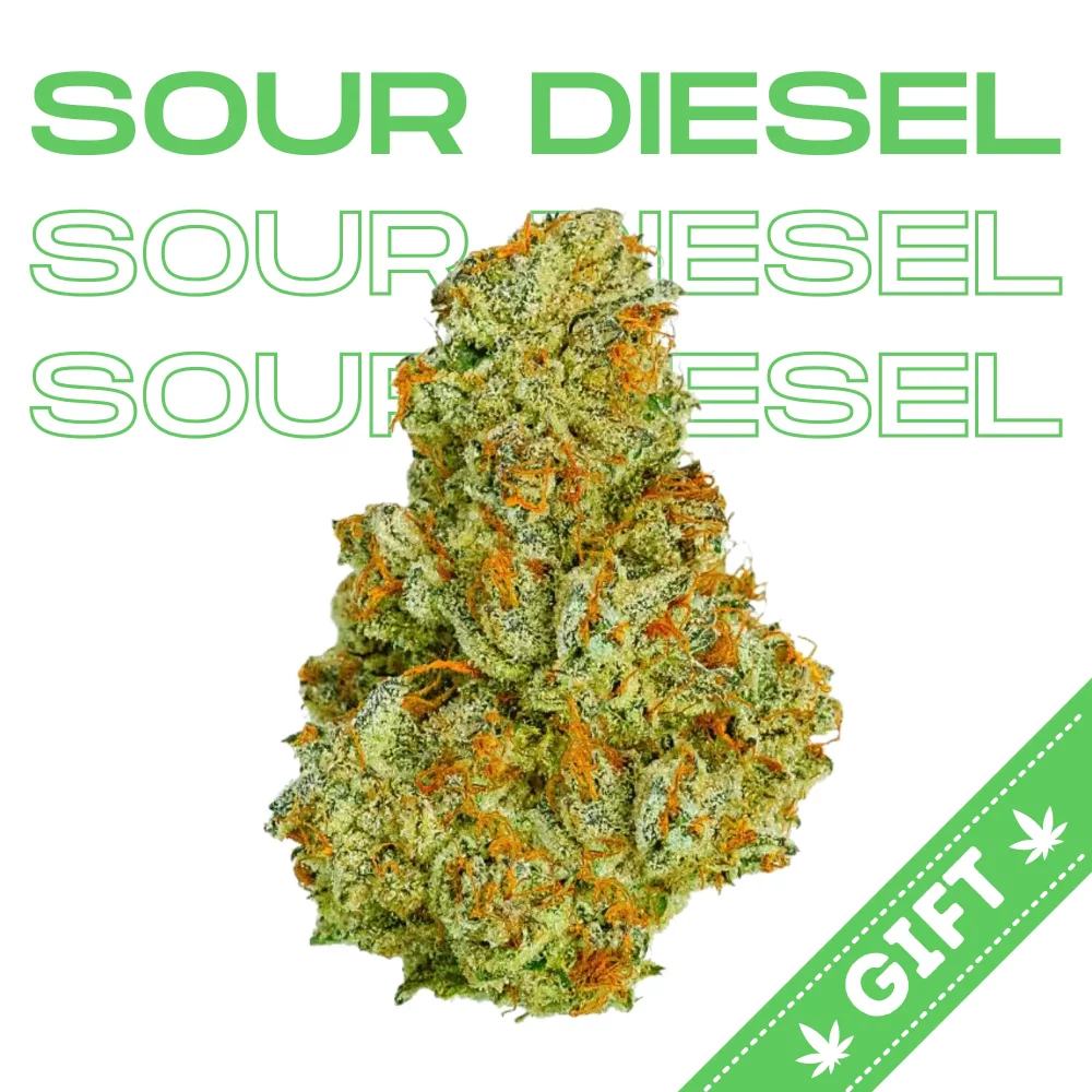 Giving Tree gifts Sour Diesel, a sativa hybrid strain, made by crossing Chemdawg and Super Skunk.