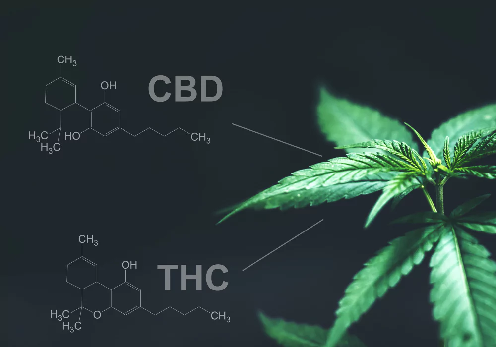 hemical-differences-CBD-and-THC