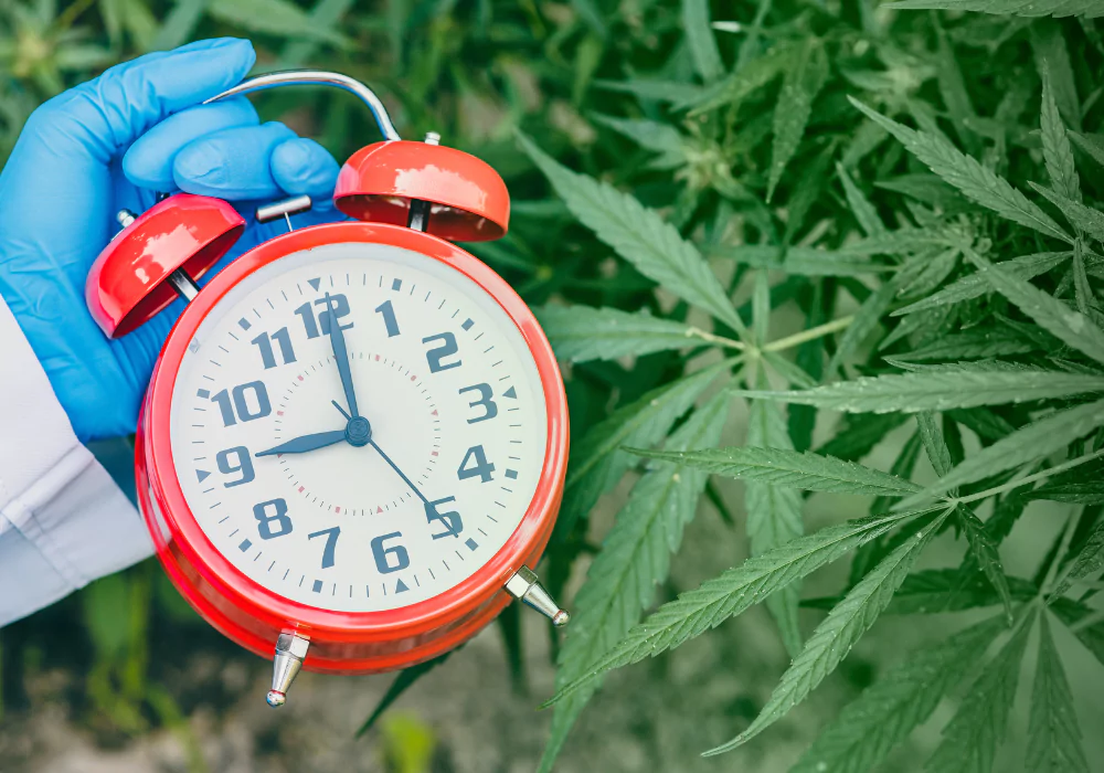 cannabis-improve-your-sleep-insomnia