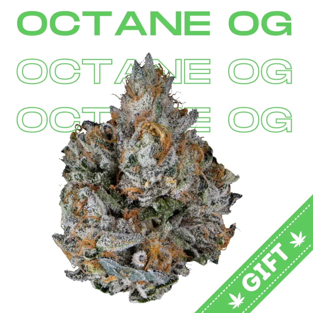 Giving Tree gifts Octane OG, an indica hybrid strain made from crossing Chemdawg with Lemon Thai and Hindu Kush