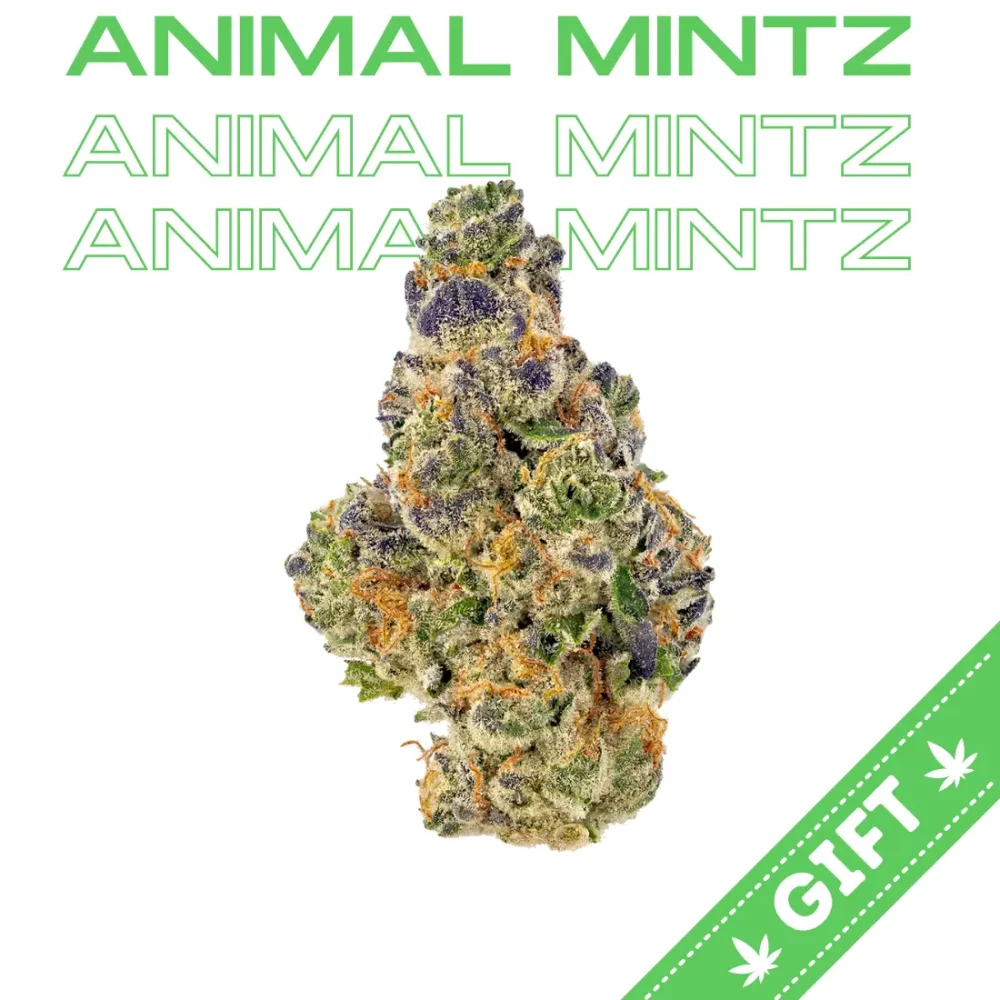 Giving Tree gifts Animal Mintz an indica hybrid weed strain made from a genetic cross between Animal Cookies and SinMint Cookies.