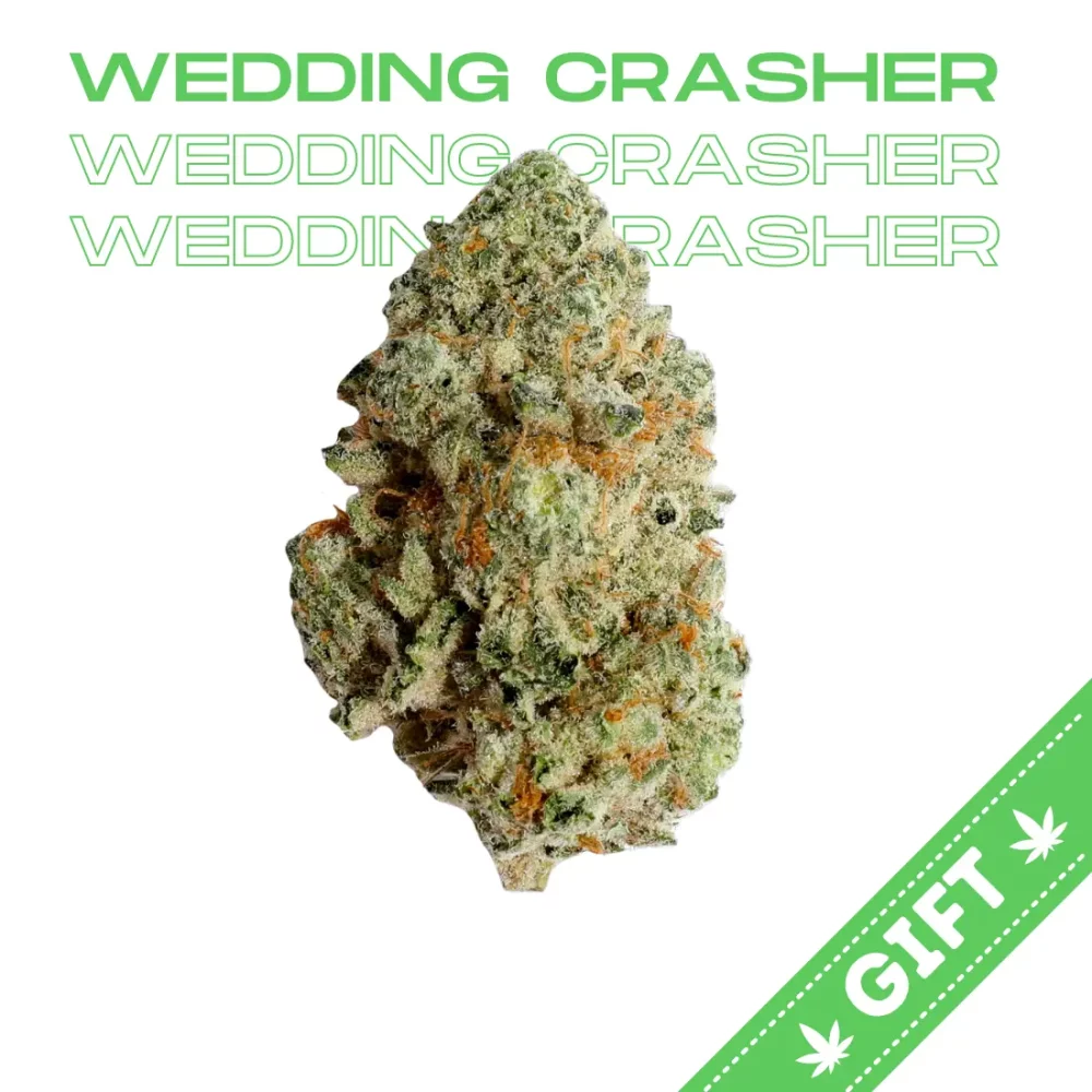 Giving Tree gifts Wedding Crasher, a sativa hybrid strain of cannabis, made by crossing Wedding Cake and Purple Punch.