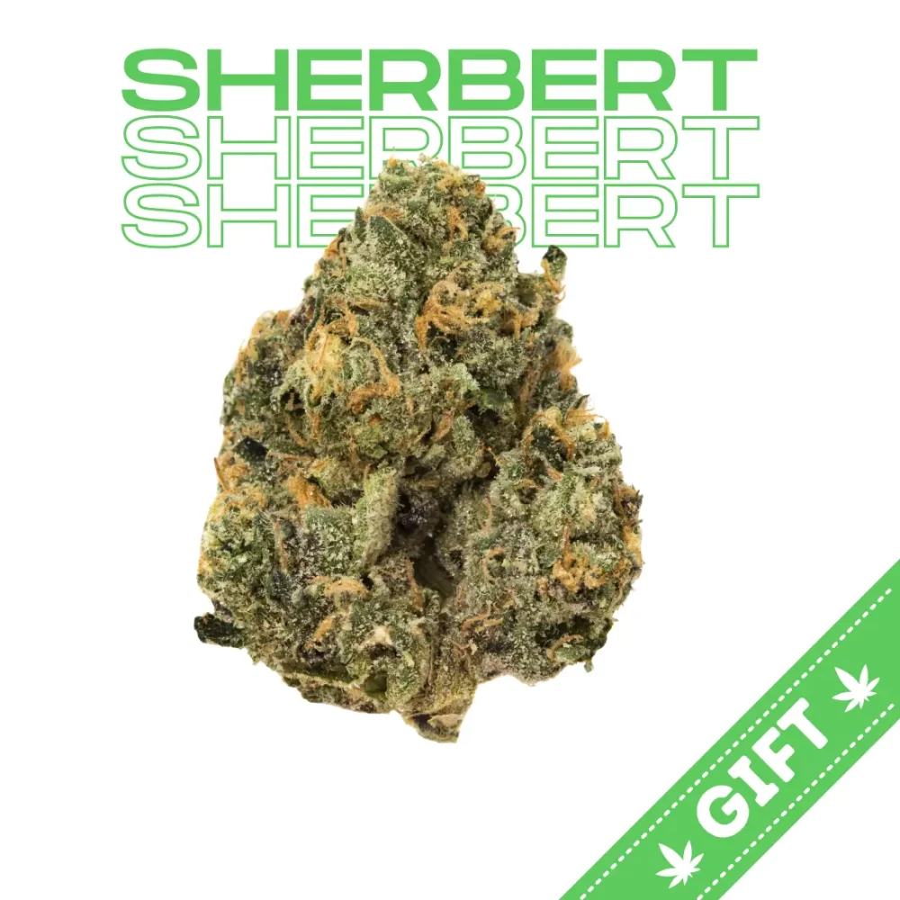 Giving Tree gifts Sherbert, an indica-dominant hybrid weed strain made from a genetic cross between Girl Scout Cookies and Pink Panties.