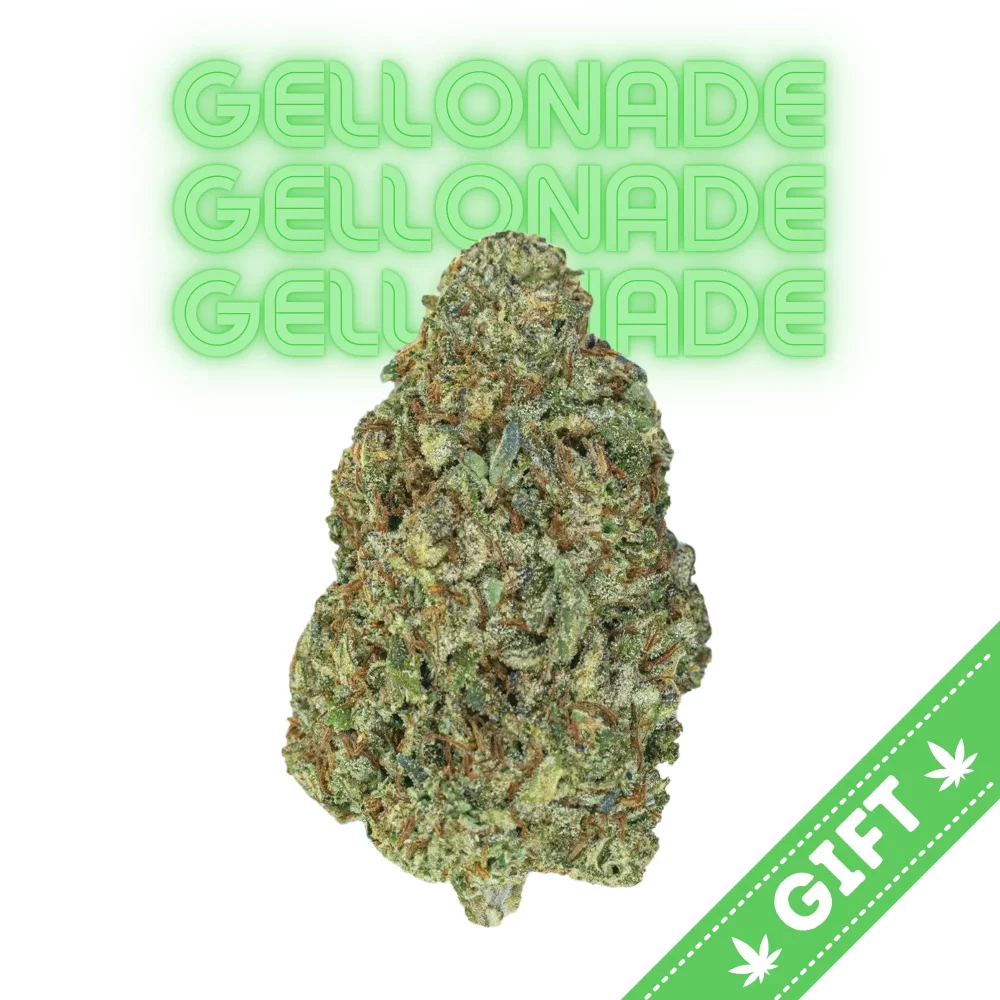 Giving Tree gifts Gellonade, a sativa hybrid marijuana strain made by crossing Lemon Tree and Gelato #41.