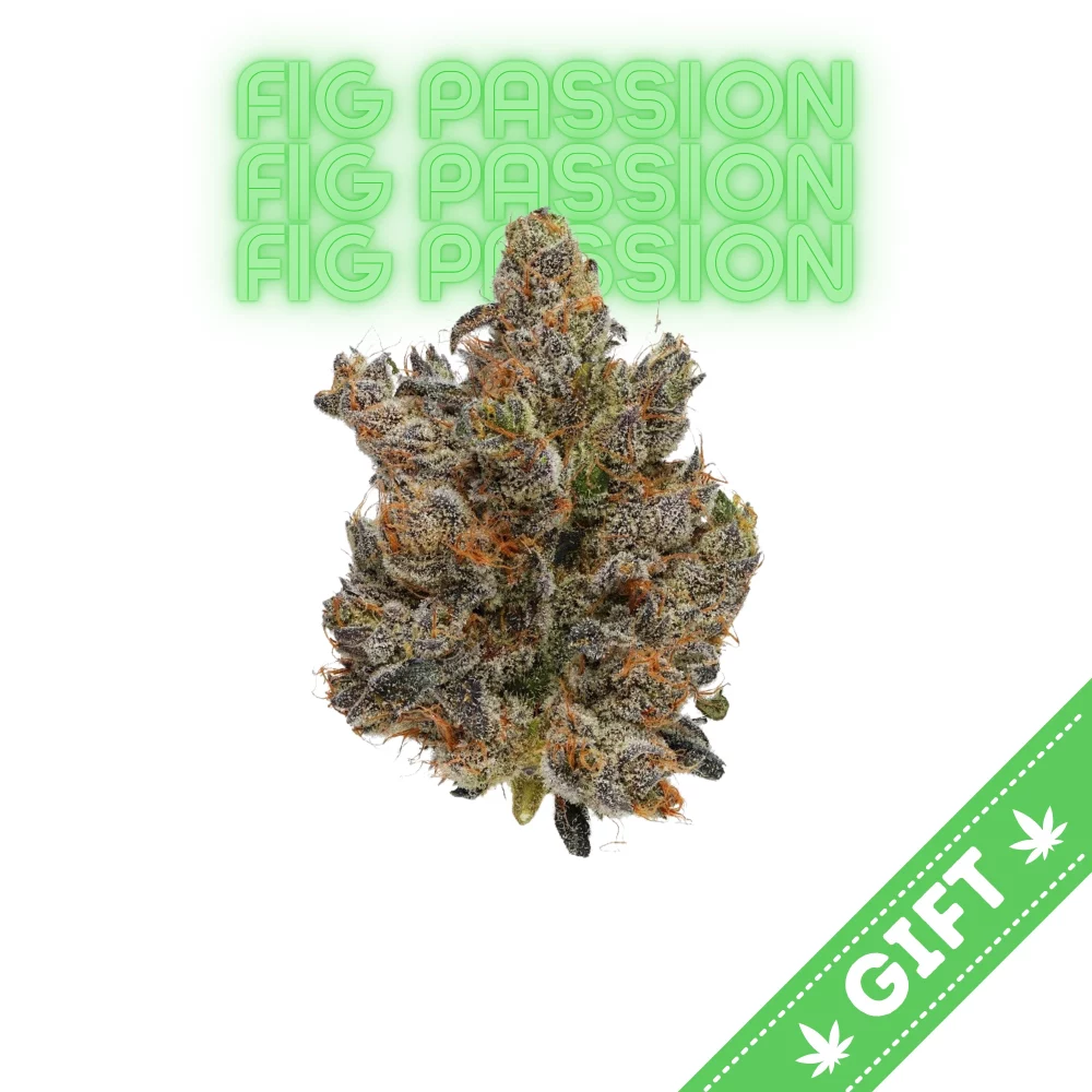 Giving Tree gifts Fig Passion, an indica hybrid weed strain cultivated by the legacy growers at Fig Farms, is a standout strain that captures the essence of this renowned brand's commitment to unique terpene profiles and exceptional flower quality.