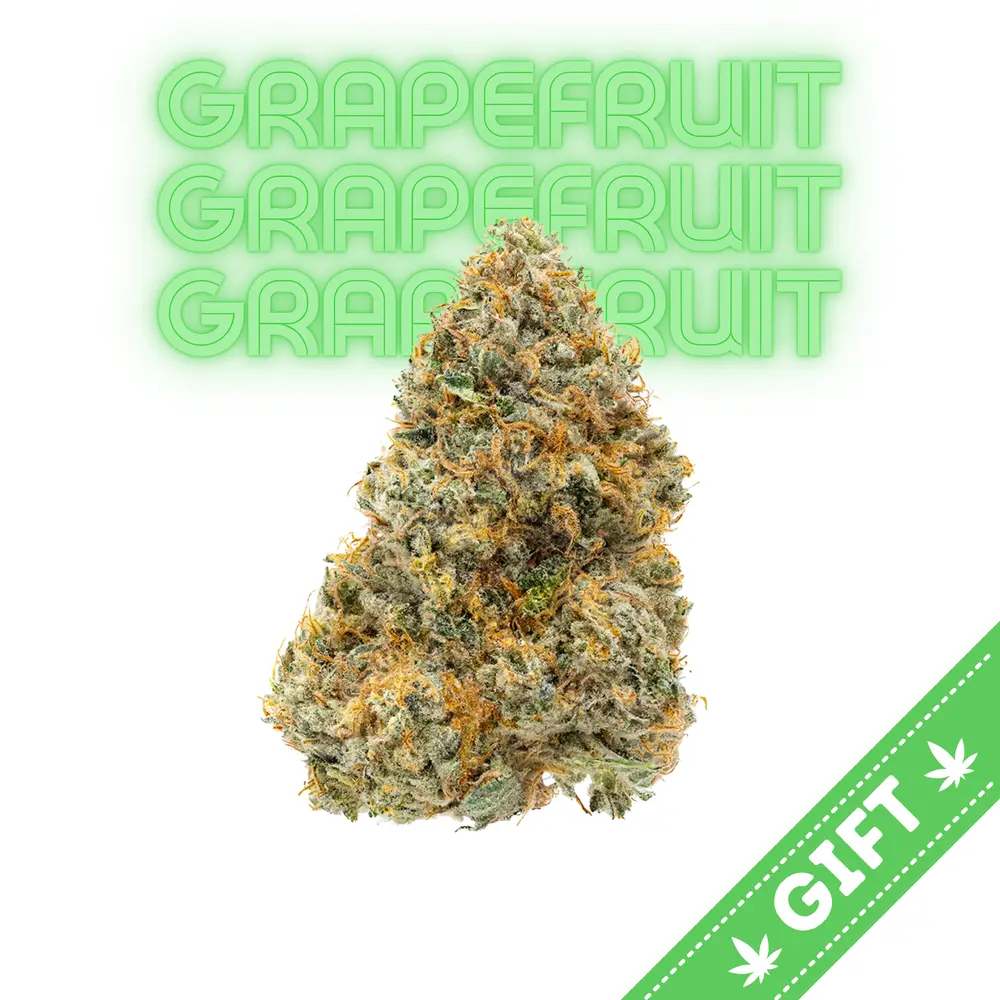 Giving Tree gifts Grapefruit, a potent sativa marijuana strain made through a cross of Cinderella 99 unknown landrace sativa devised by Nectar Seeds.